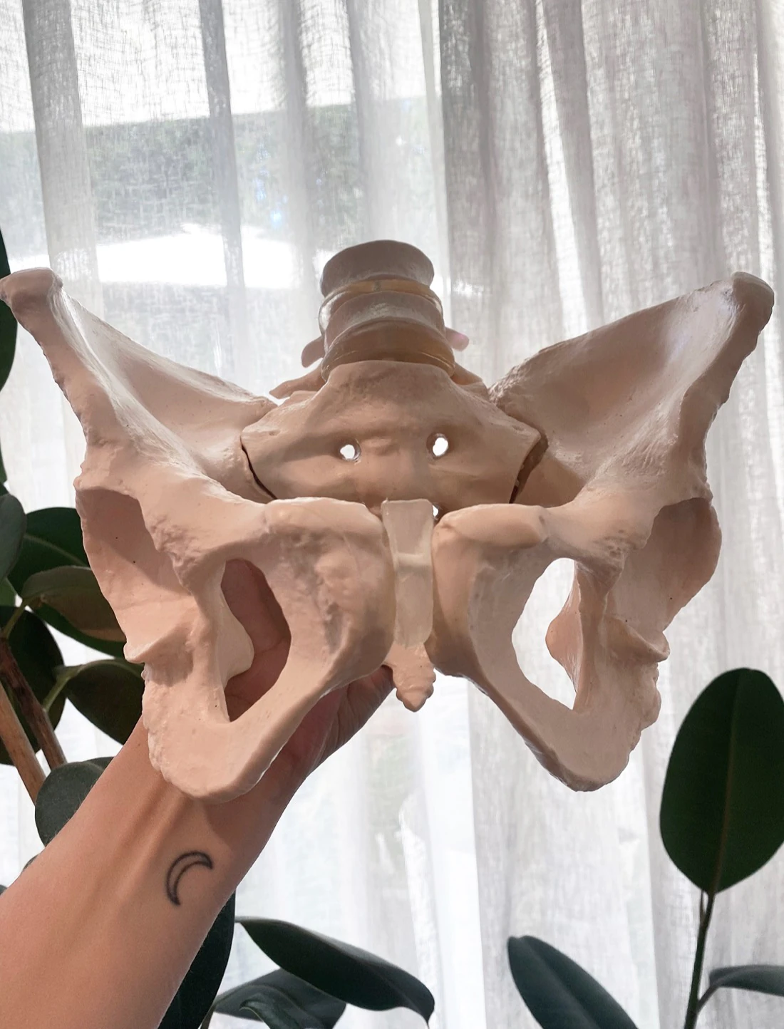 Lani Merrick holding an anatomical model of a pelvis up to the light.